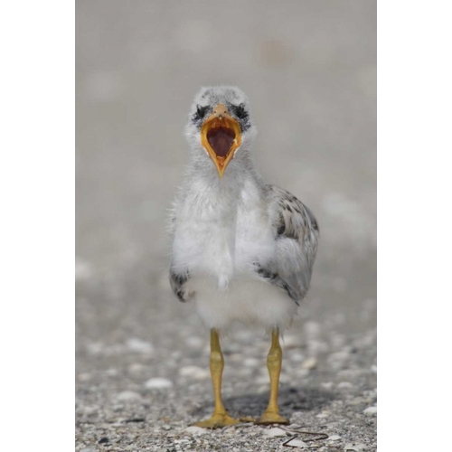 Florida, Tampa Bay Caspian tern chick yawning